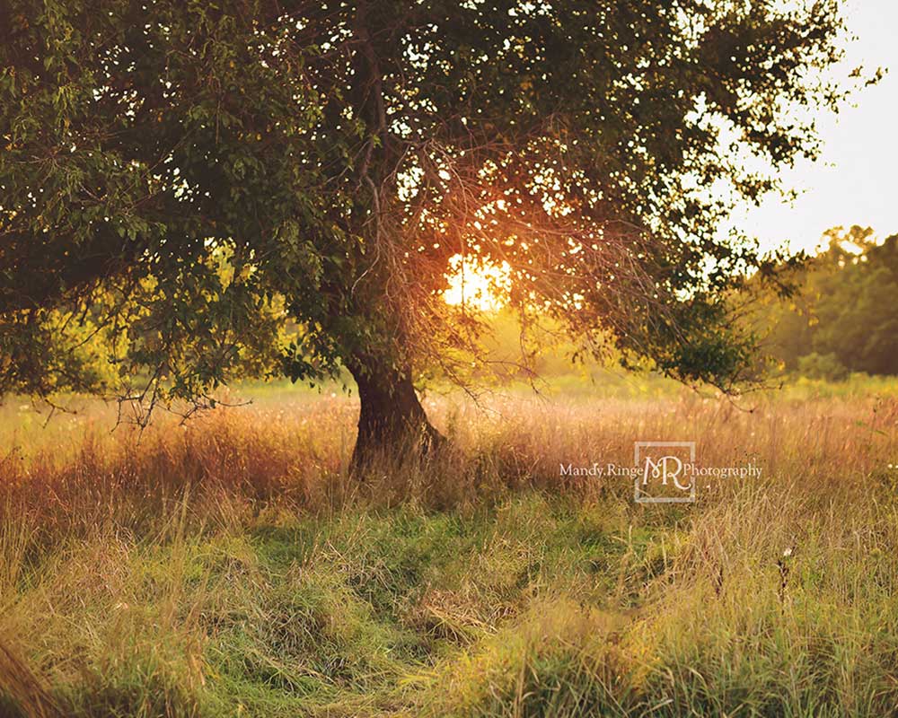Kate Tree at Sunset Backdrop Designed by Mandy Ringe Photography - Image 3