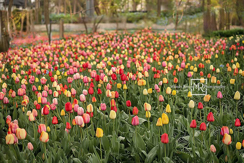Kate Tulip Field Garden Backdrop Designed by Mandy Ringe Photography - Image 2