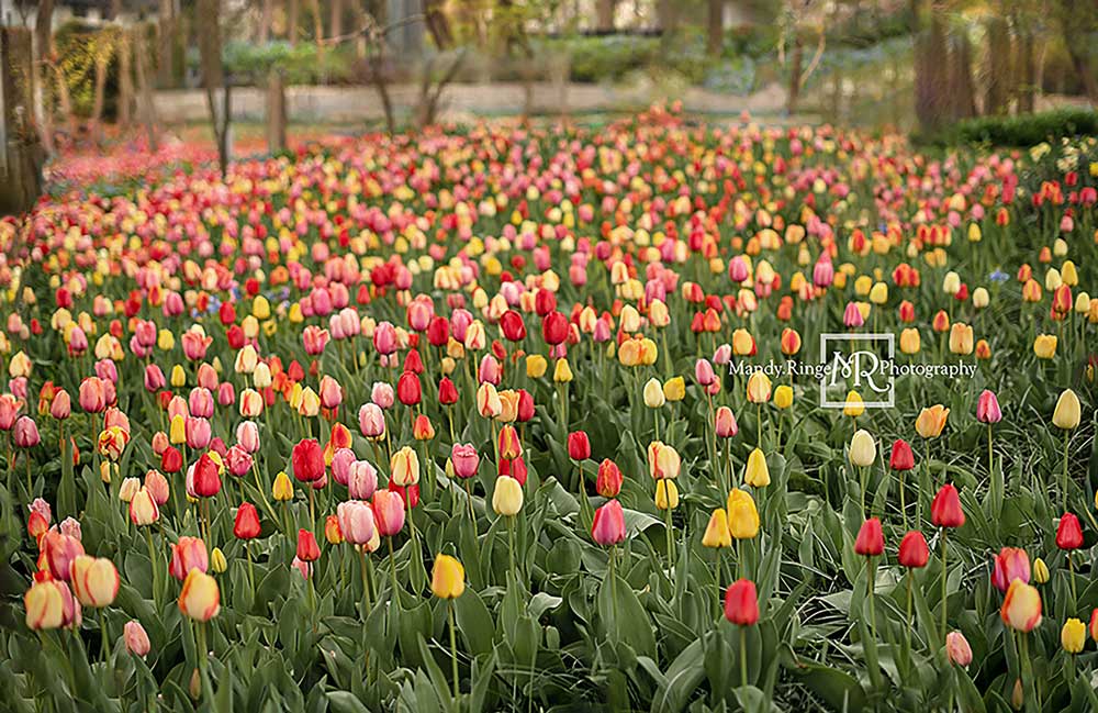 Kate Tulip Field Garden Backdrop Designed by Mandy Ringe Photography - Image 4