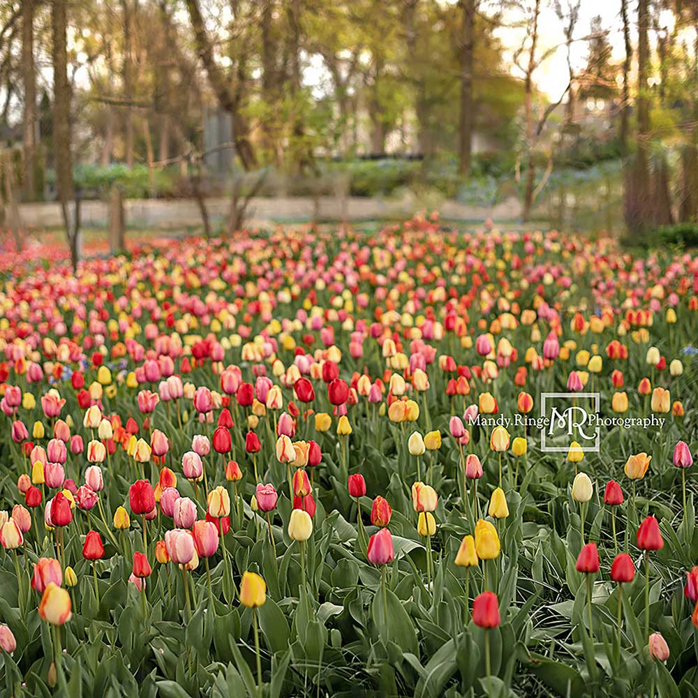 Kate Tulip Field Garden Backdrop Designed by Mandy Ringe Photography - Image 5