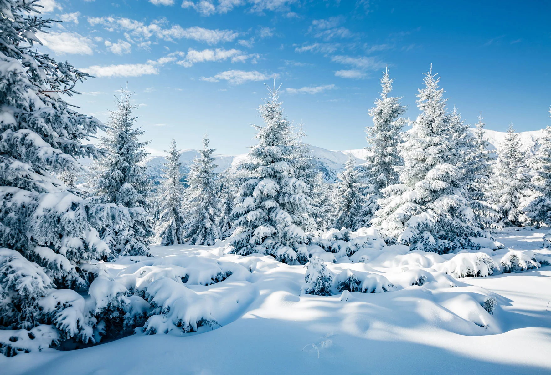 Kate Winter Frozen Forest Backdrops For Photography - Image 2