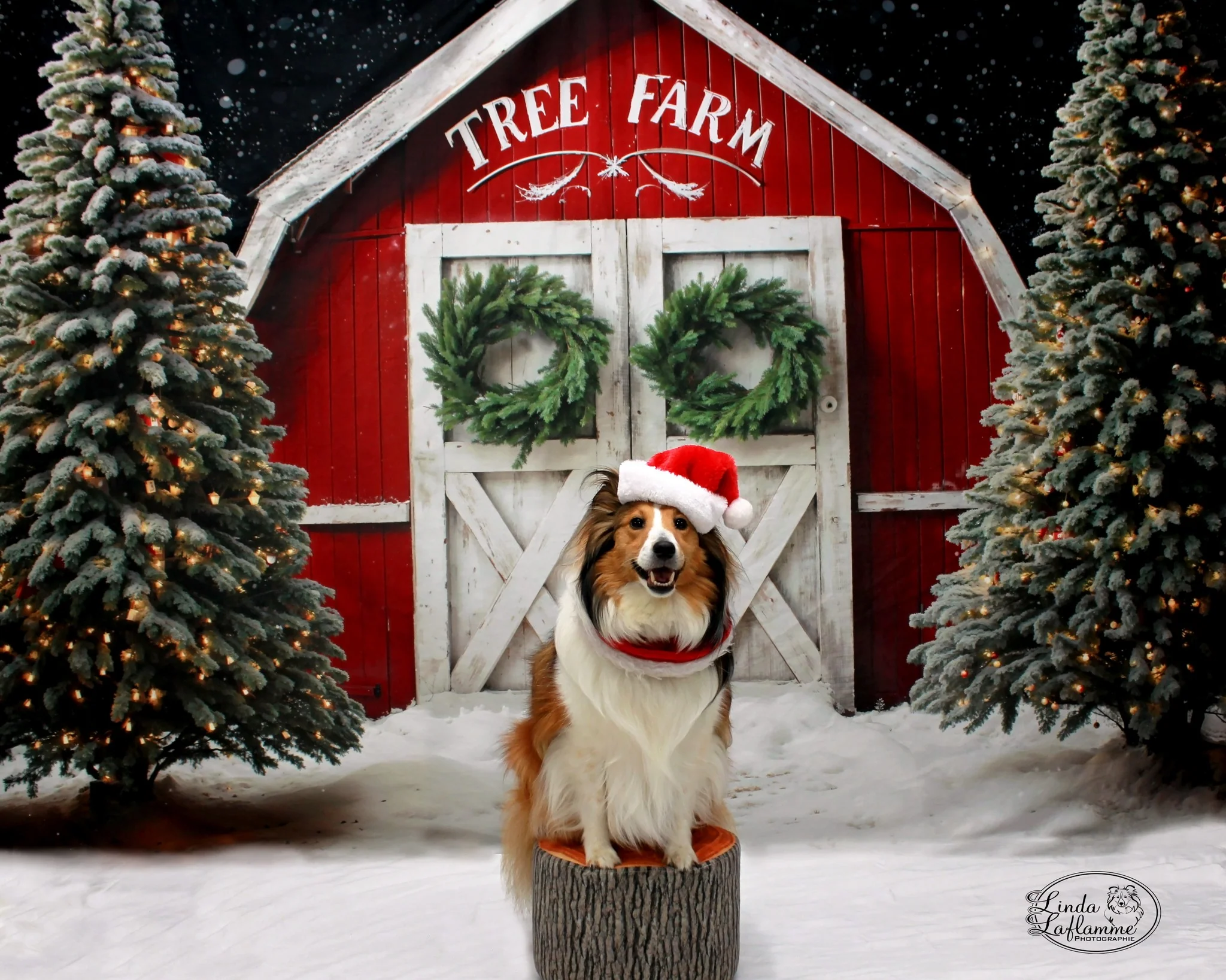 Kate Winter Christmas Tree Farm Red Barn Backdrop Designed by Chain Photography - Image 9