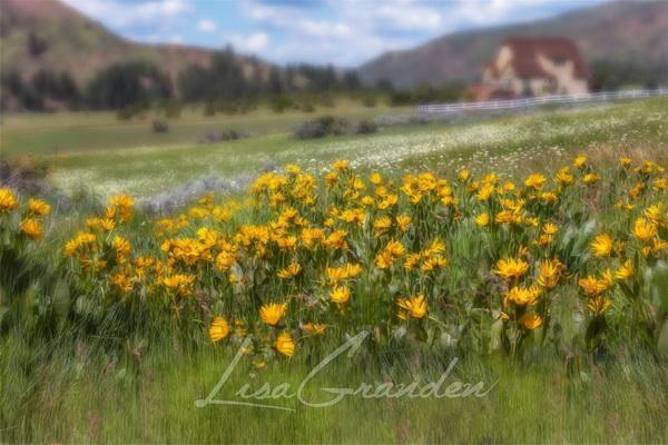 Kate Mountain Meadow Sunflower Backdrop for Photography Designed by Lisa Granden - Image 2