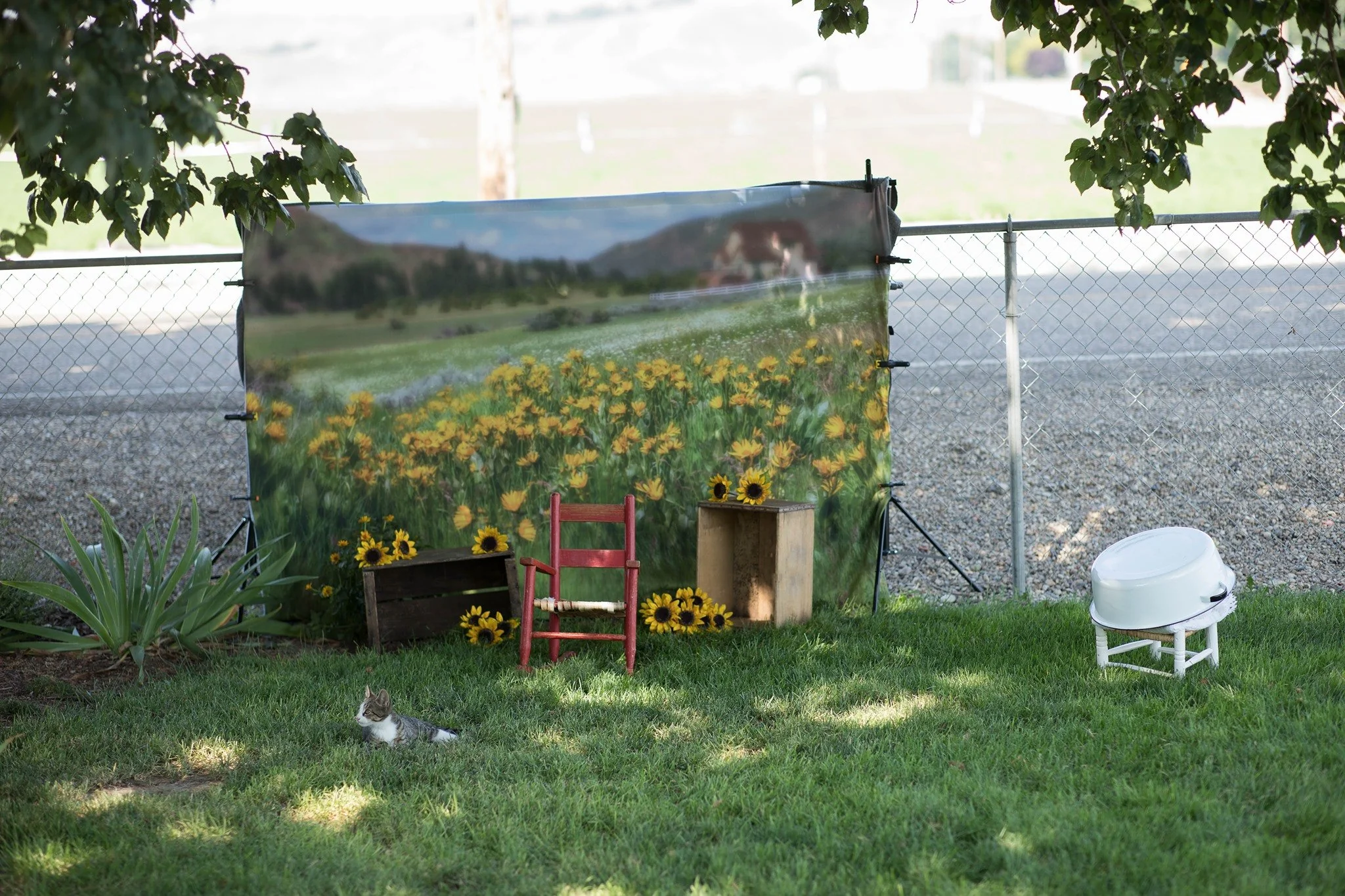 Kate Mountain Meadow Sunflower Backdrop for Photography Designed by Lisa Granden - Image 5