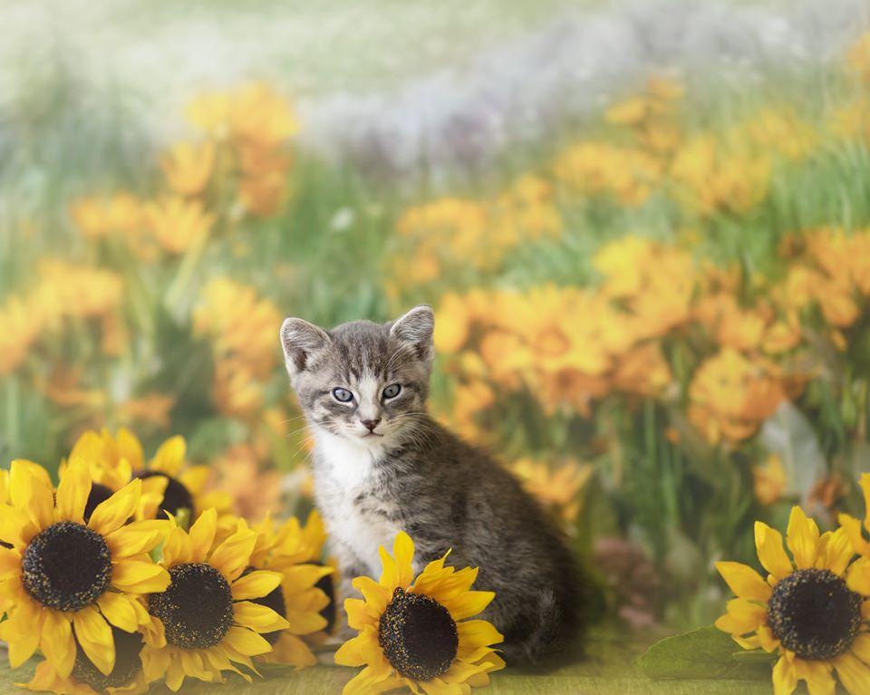 Kate Mountain Meadow Sunflower Backdrop for Photography Designed by Lisa Granden - Image 7