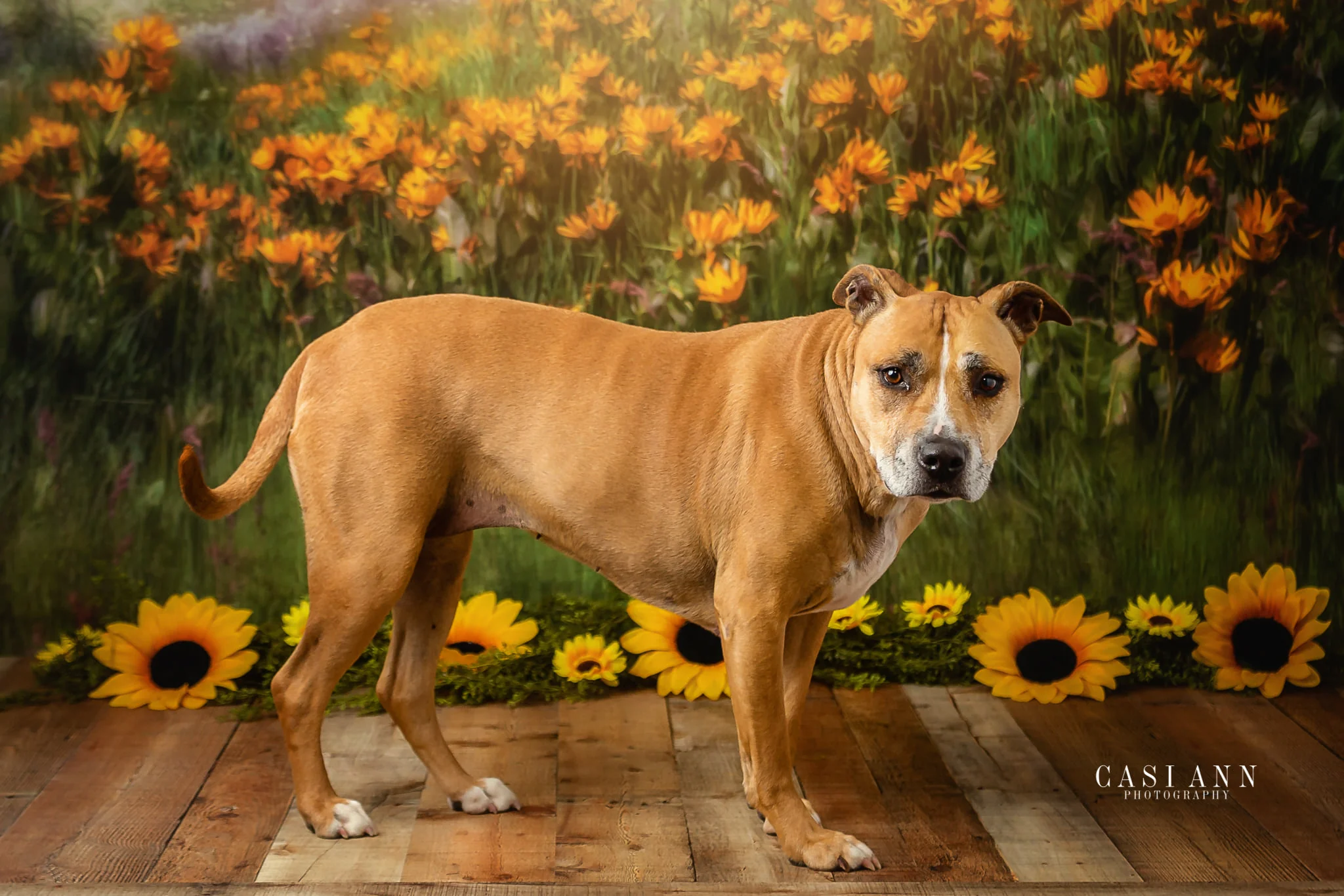 Kate Mountain Meadow Sunflower Backdrop for Photography Designed by Lisa Granden - Image 8