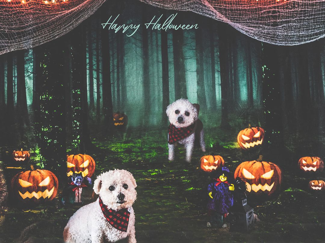 Kate Halloween Backdrop Pumpkins Forest Designed by Chain Photography - Image 3