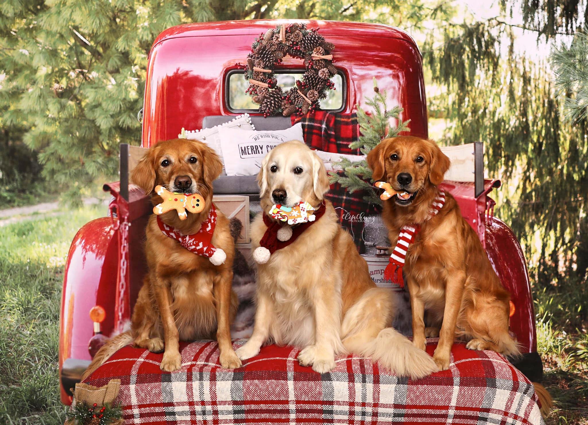 Kate Red Christmas Truck Backdrop Designed by Mandy Ringe Photography - Image 11