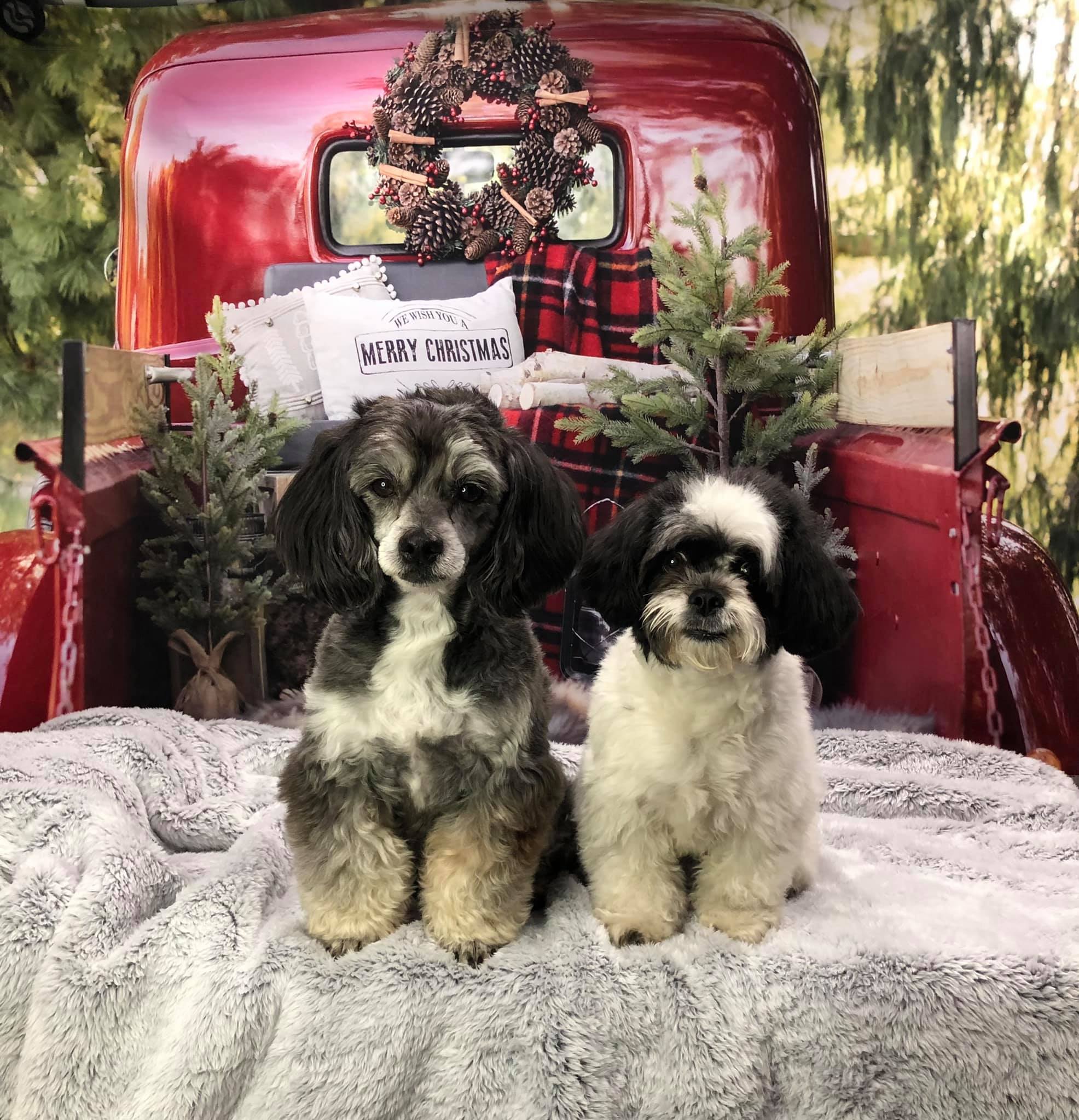 Kate Red Christmas Truck Backdrop Designed by Mandy Ringe Photography - Image 9