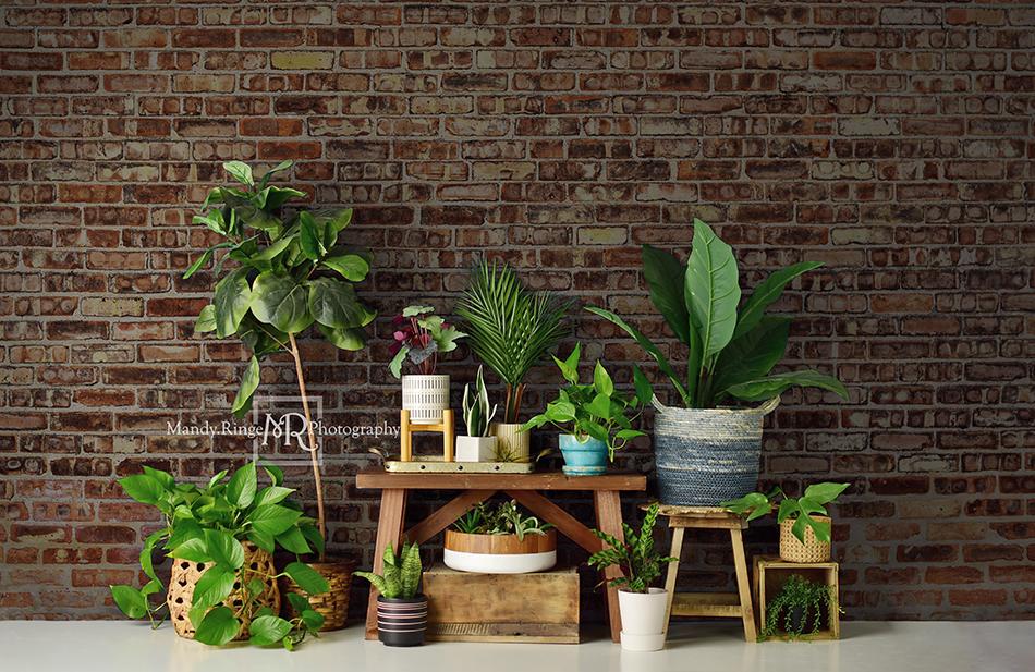 Kate Summer Plant Lover Backdrop Designed by Mandy Ringe Photography - Image 4