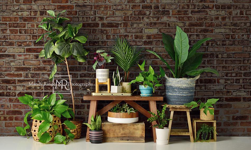 Kate Summer Plant Lover Backdrop Designed by Mandy Ringe Photography - Image 6