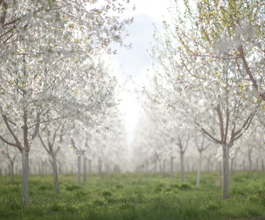 Kate Spring Orchard in White Backdrop for Photography Designed by Lisa Granden - Image 4