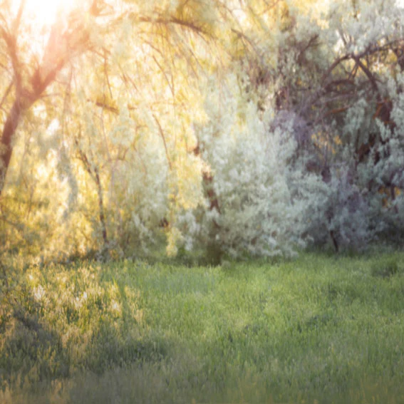 Kate Spring Park Lawn Backdrop for Photography Designed by Lisa Granden - Image 3