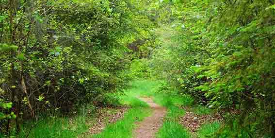 Kate Summer Green Forest Path Backdrop Designed by Chain Photography - Image 2