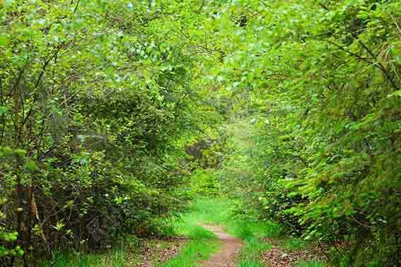 Kate Summer Green Forest Path Backdrop Designed by Chain Photography - Image 4