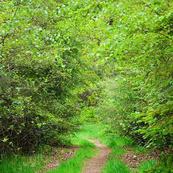 Kate Summer Green Forest Path Backdrop Designed by Chain Photography - Image 5