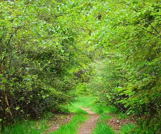 Kate Summer Green Forest Path Backdrop Designed by Chain Photography - Image 6