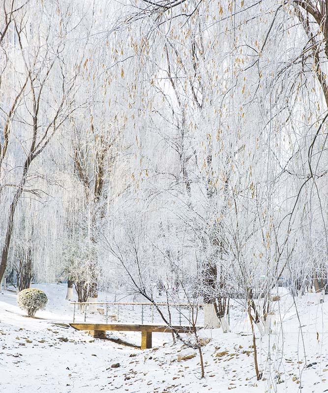 Kate Winter Snow Scene Grove Backdrop Designed by Emetselch - Image 3