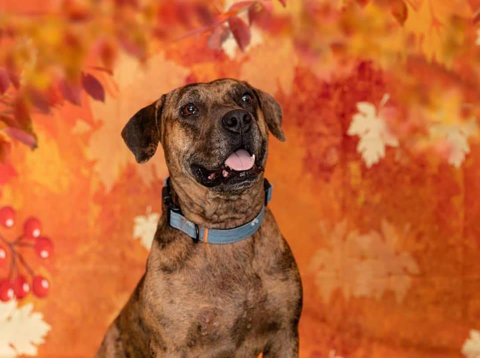 Kate Autumn Backdrop Yellow Fallen Leaves Designed by Chain Photography - Image 3